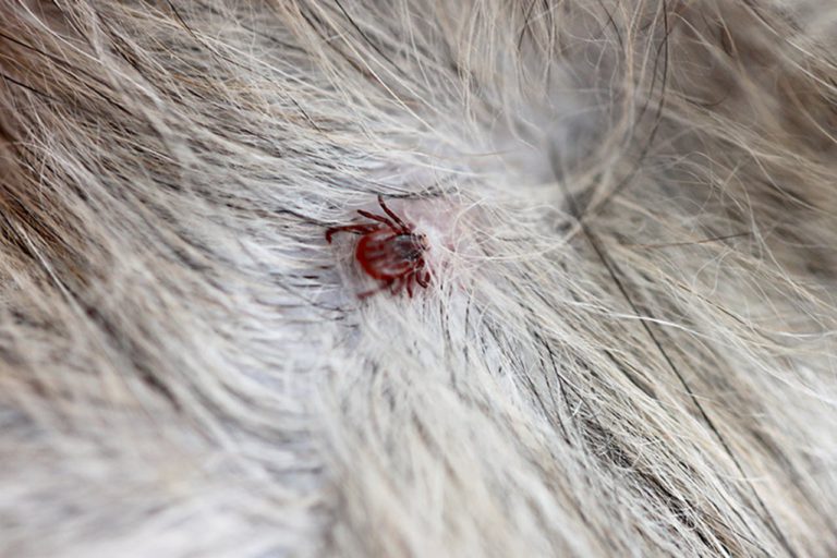 Wie Sieht Ein Floh Aus Hund www.tier-gut.com