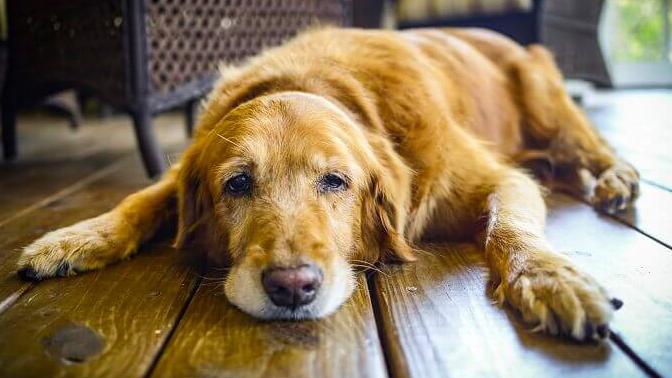Glucosamin gegen Arthrose beim Hund? Tier Gut