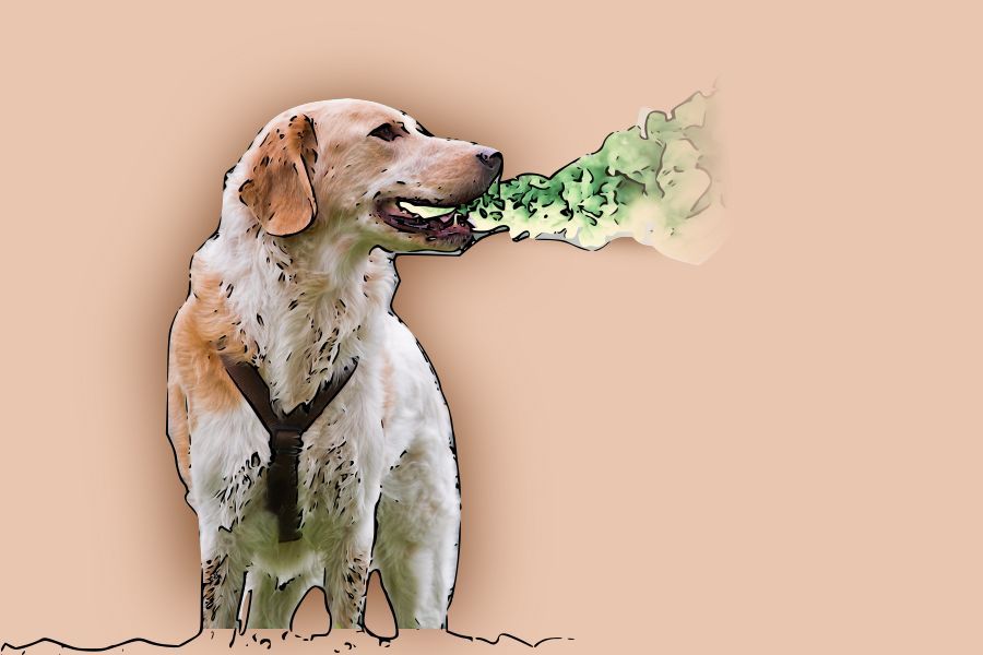 Stilistisches Bild eines Golden Retrievers, der aus dem Maul stinkt - Grüne Grafik, die aus seinem Maul heraus kommt wie eine Wolke