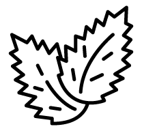Icon Pfefferminze
