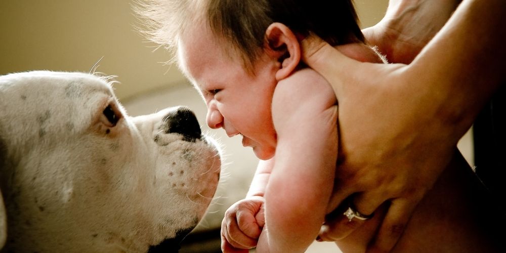 Mutter hält Baby mit beiden Armen von das Gesicht eines Hundes. Kind schaut leicht angewidert vom Maulgeruch des Hundes