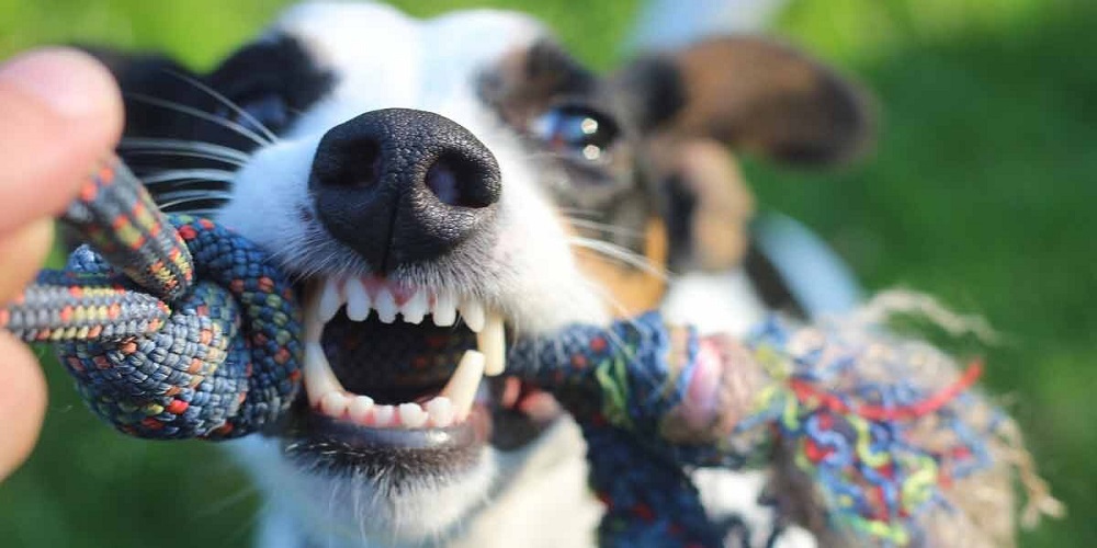 Jack Russel Terrier zieht an Hundespielzeug und zeigt dabei seine Zähne