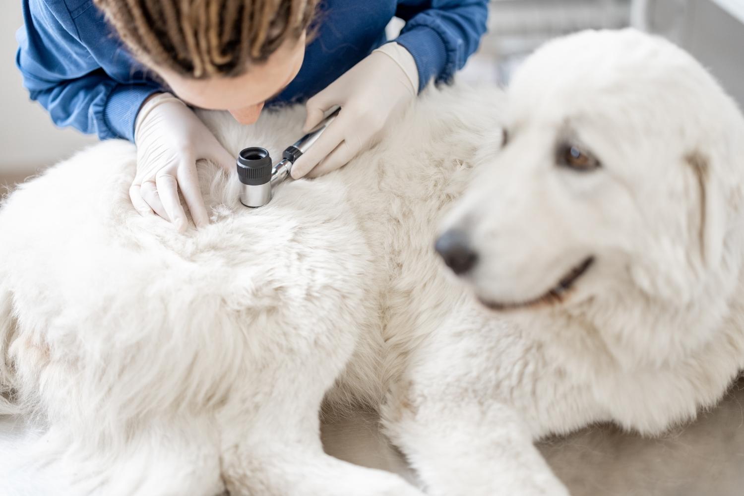 Tierärztin untersucht das Fell von einem Hund