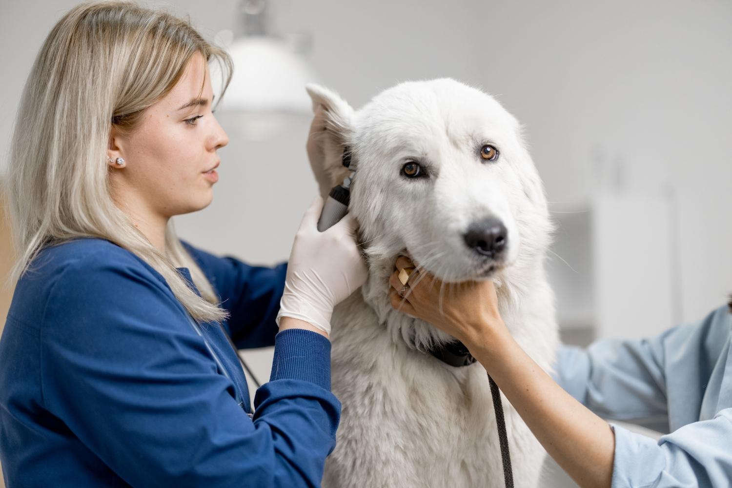 Ein Hund wird am Ohr von einer Tierärztin untersucht