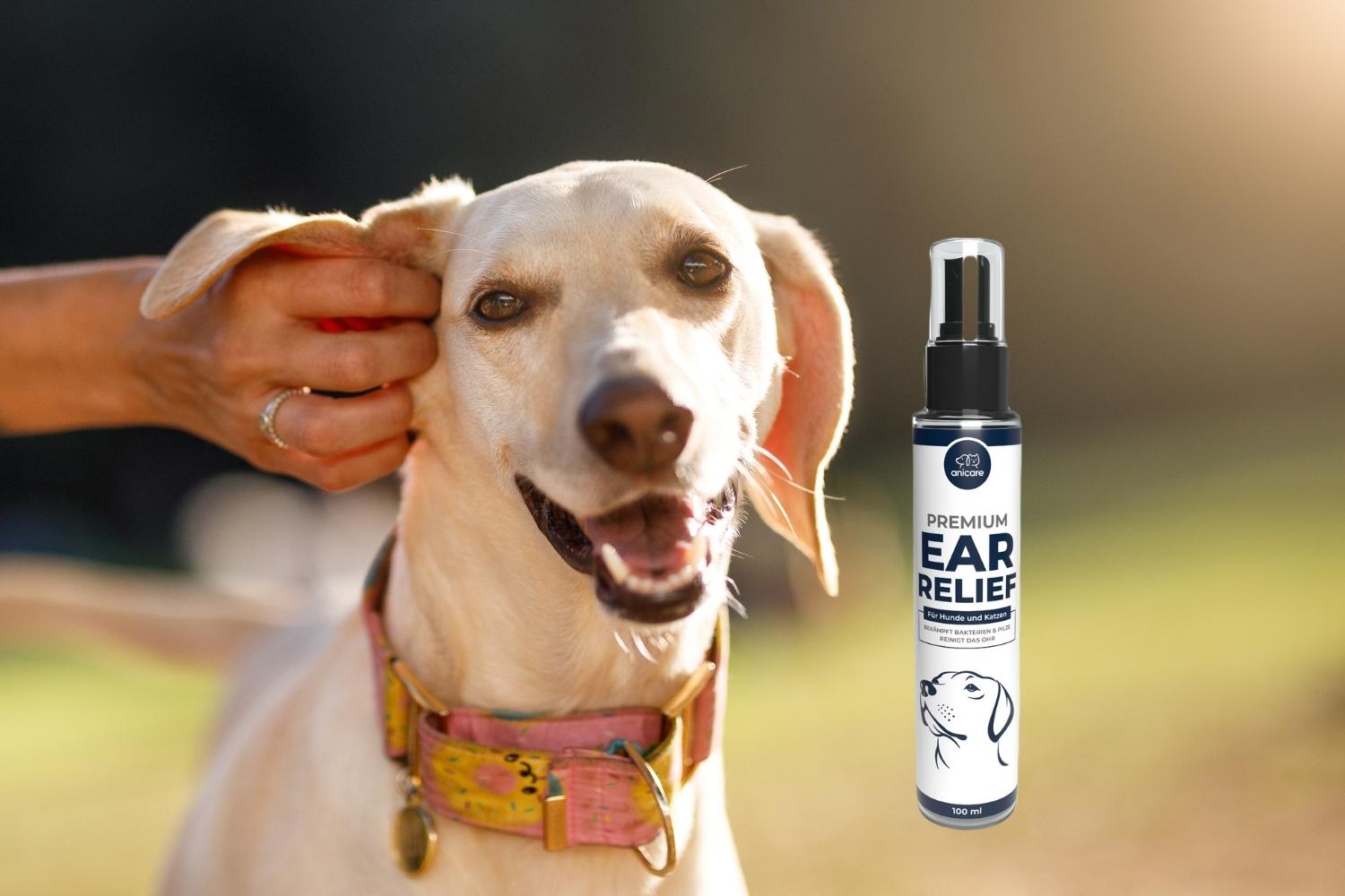 Ein Hund wird am Ohr gekrauelt mit im Bild ist das Anicare Premium Ear Relief Spray