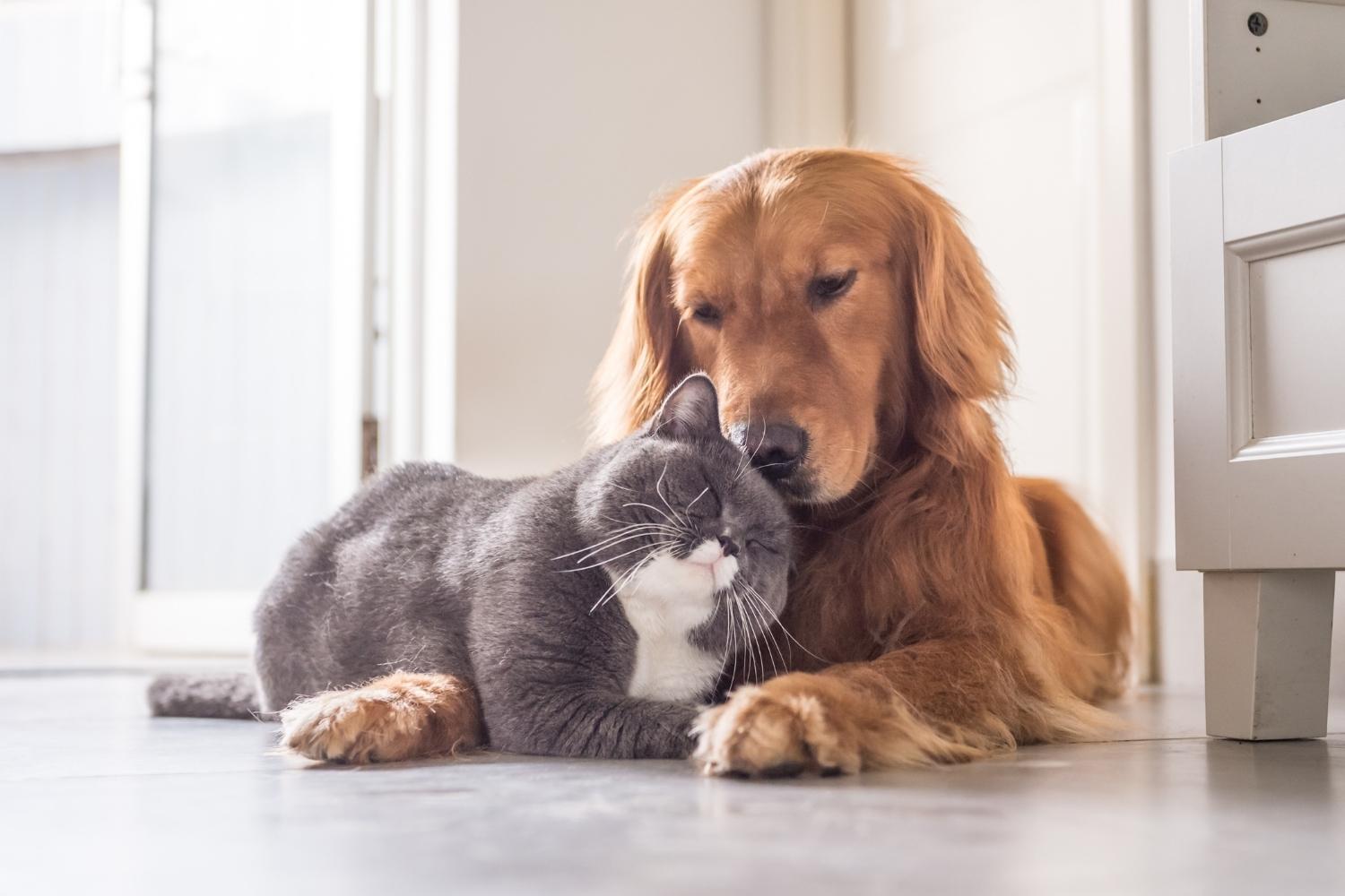 Hund und Katze liegen auf dem Boden und schmusen miteinander