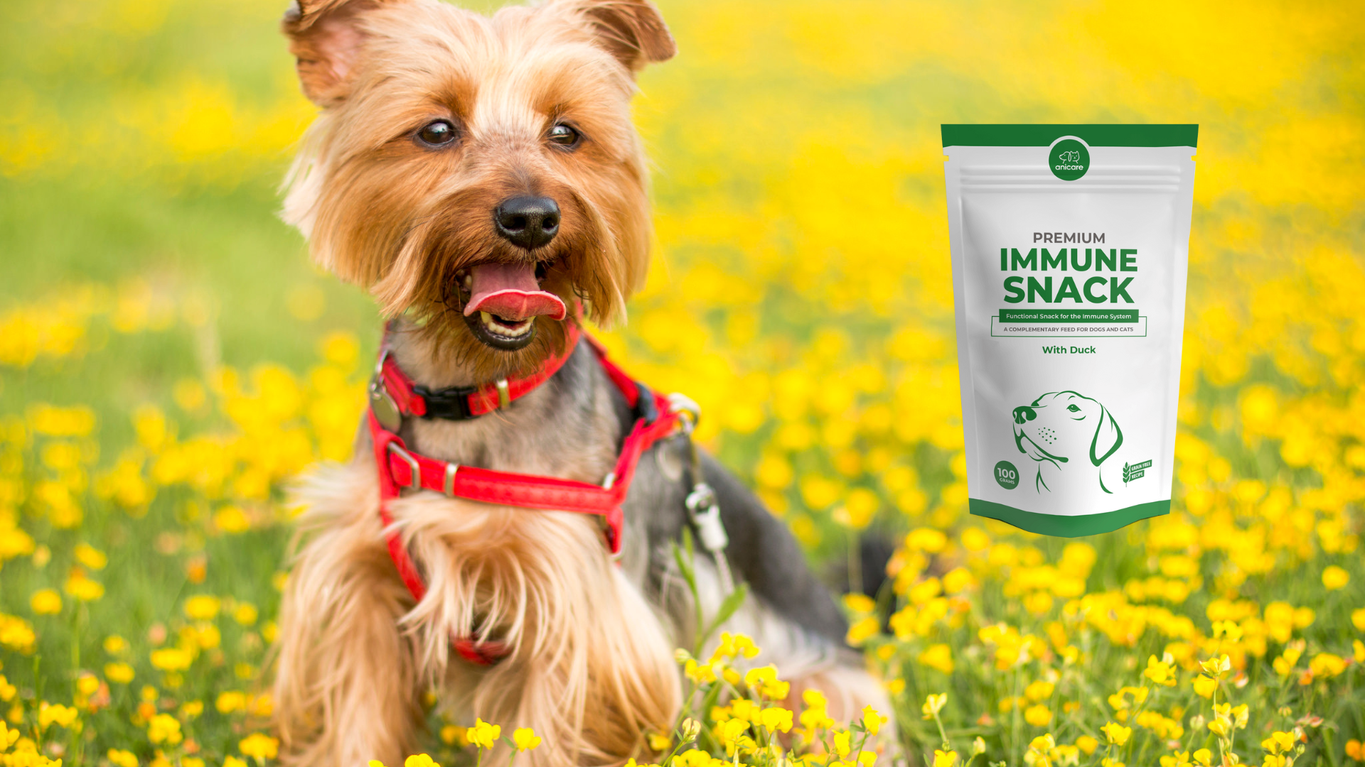 Ein Yorkshire Terrier mit rotem Geschirr steht auf einer Wiese und neben ihm ist eine Verpackung vom Premium Immune Snack