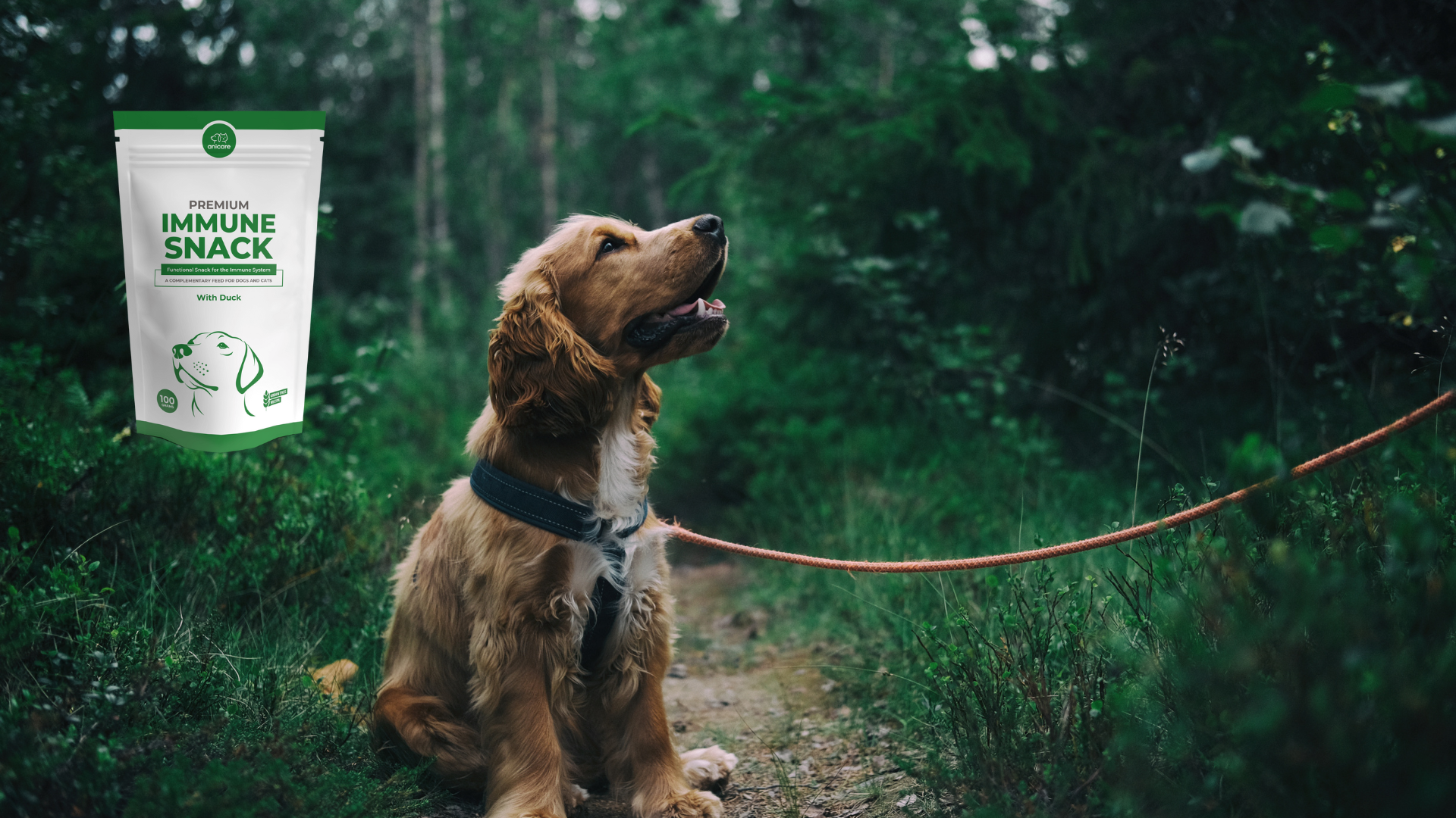 Ein Hund sitzt angeleint im Wald mit einer Packung vom Immune Snack