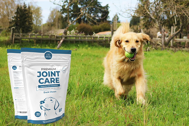 Golden Retriever spielt auf Wiese mit einem Tennisball im Mund - daneben Produkt Premium Joint Care von Anicare