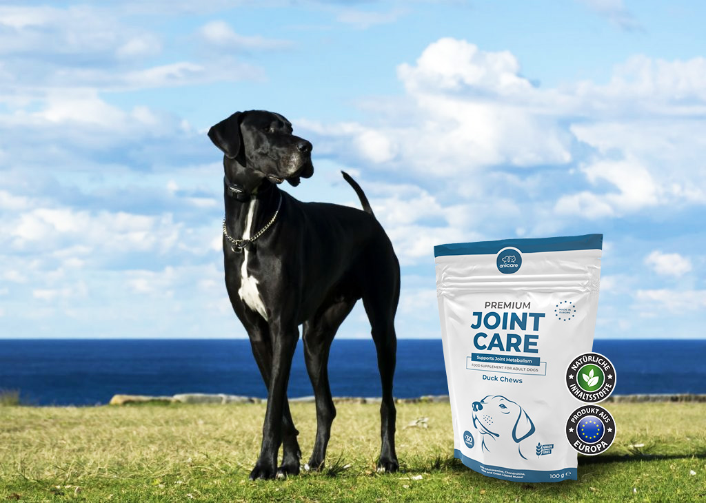 Schwarze Dogge steht auf Wiese vor dem Meer, daneben steht eine Packung von Anicare Premium Joint Care