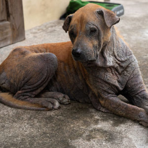 Hund sitzt auf dem Boden - Haarbalgmilben bei Hunden