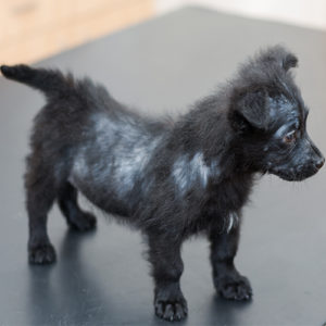 Hund steht auf dem Boden mit Raubmilbenbefall bei Hunden