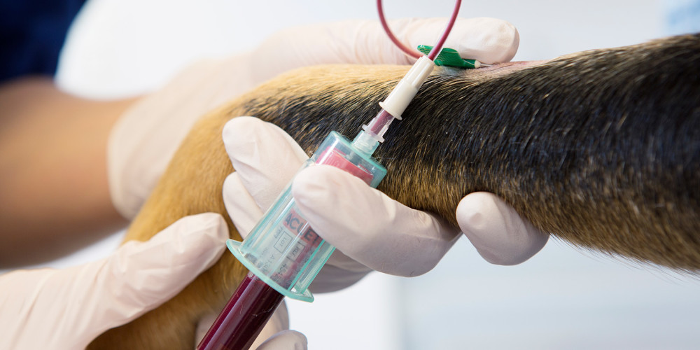 Chondroitin für Hunde