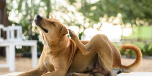 Hund kratzt sich, Hundefloh