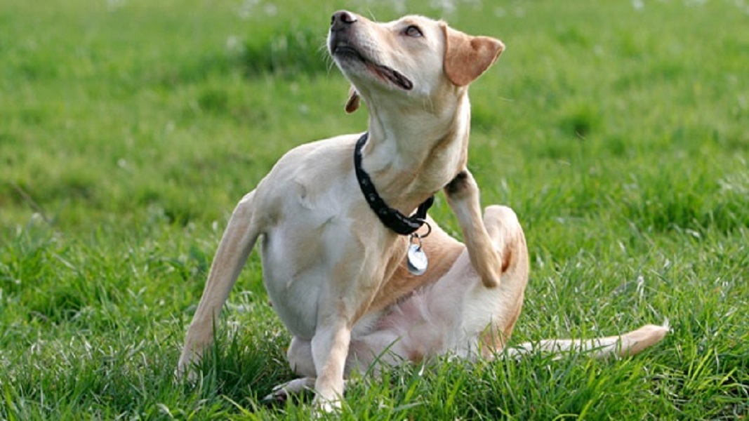 Hund kratzt sich. Flöhe bei Hunden
