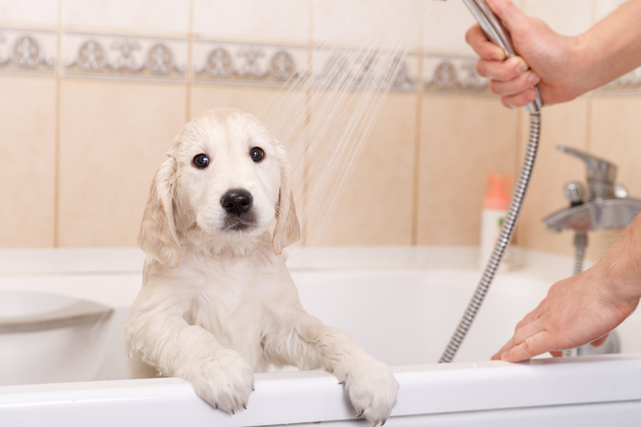 Hund wird geduscht