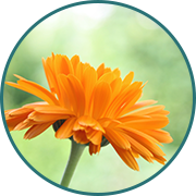 Ringelblume 