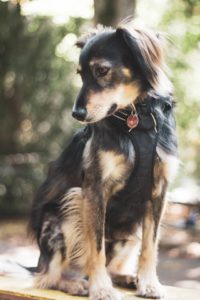 Setter-Shepherd mix