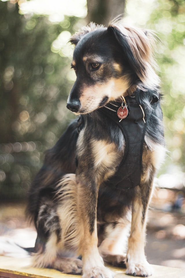 Setter-Shepherd mix