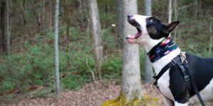 Hund Arthrose MSM