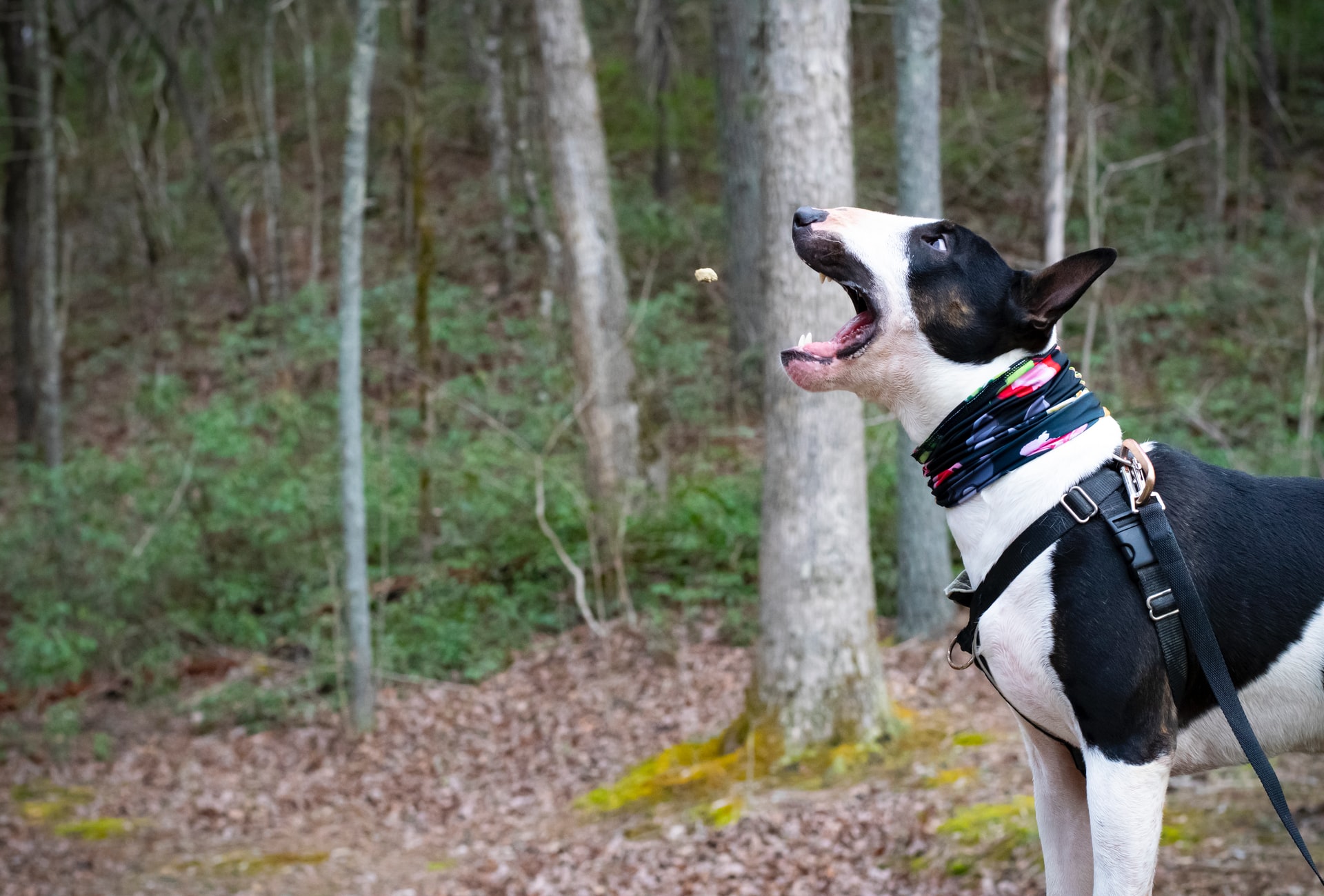 Hund Arthrose MSM