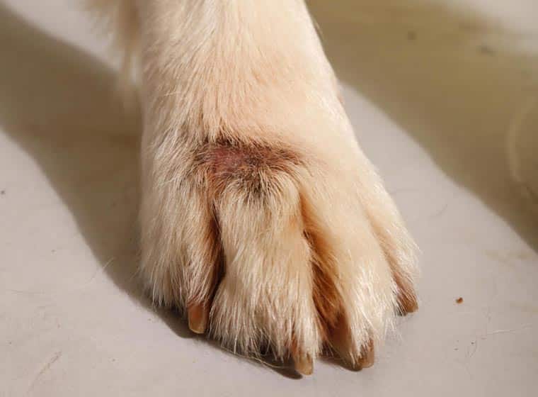 Grasmilben Pfoten Hund
