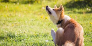 Hund Juckreiz Milben