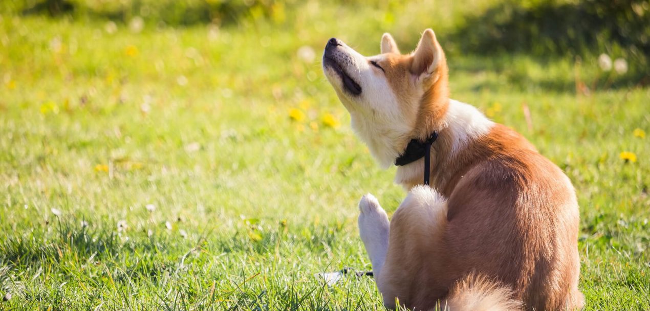 Hund kratzt sich auf einer Wiese. Milben bei Hunden kann starken Juckreiz auslösen